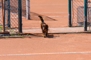Bild 53 - RL TC an der Schirnau - SV Zehlendorfer Wespen : Ergebnis: 9:0